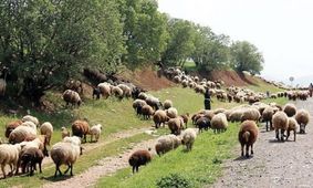 ممنوعیت ورود دام‌ به مراتع تا پایان اردیبهشت‌/ کاهش 53 هزارتنی علوفه‌ های مرتعی در سمنان