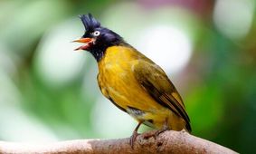 با کمک هوش مصنوعی می‌توانیم زبان حیوانات را بفهمیم؟
