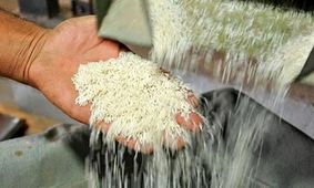قیمت برنج در میادین و بازارهای میوه و تره‌بار شهرداری تهران اعلام شد