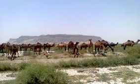 تلف شدن 20 شتر بر اثر ویروس هاری در خاش