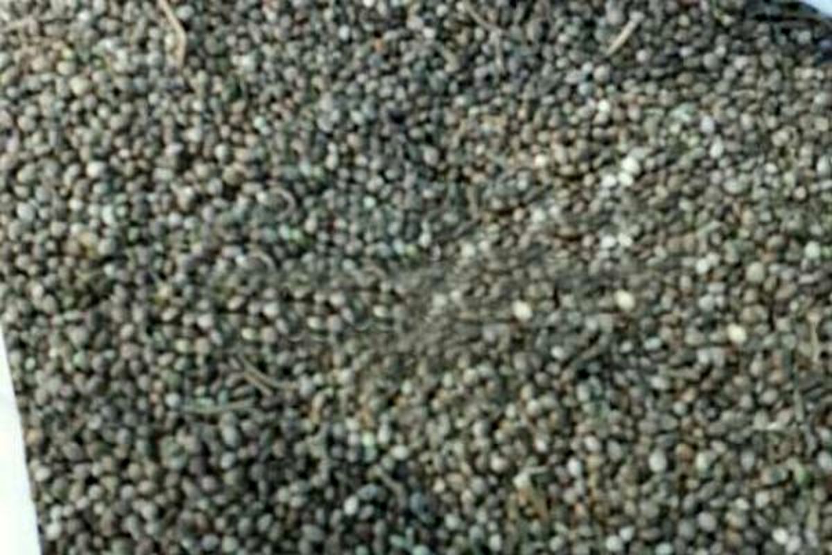 کشف 5 کیلو گرم بذر ماده مخدر گل از سپر کامیون