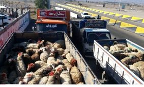 ۱۶۲ راس دام قاچاق در ایلام کشف شد