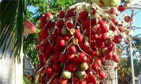 روغن پالم خوب است یا بد ؟!