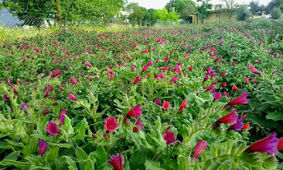 یک هزار هکتار از اراضی کشاورزی زیر کشت گیاهان دارویی است