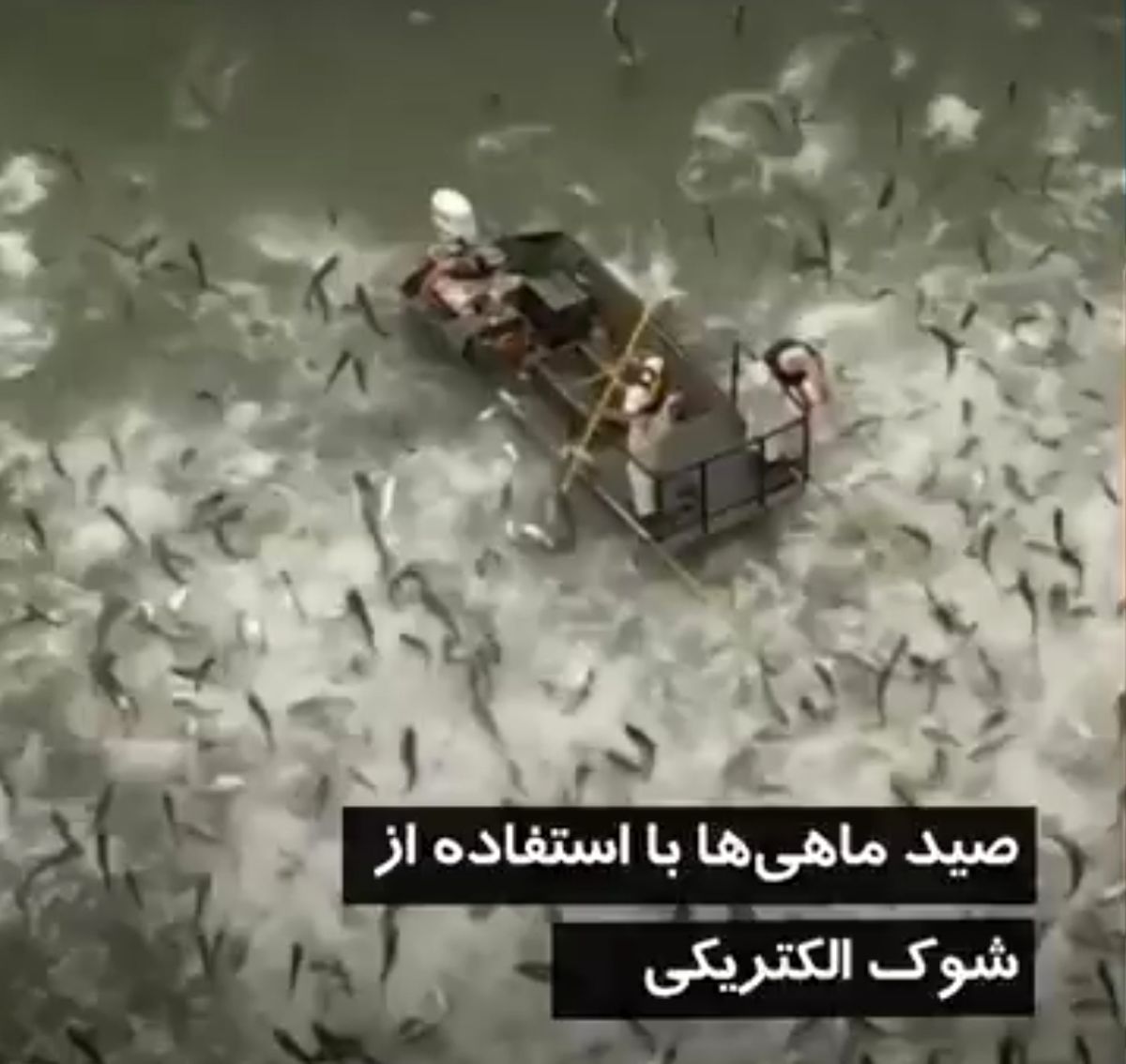فیلم| صید بی‌رحمانه ماهی در کنتاکی آمریکا