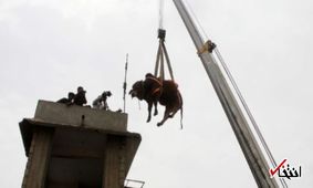 برنامه جالب دامپروران پاکستانی به مناسبت عید قربان+تصاویر