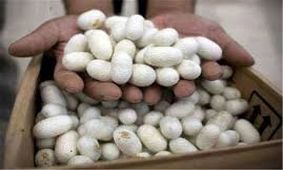 رکورد جدید در صنعت نوغانداری کشور