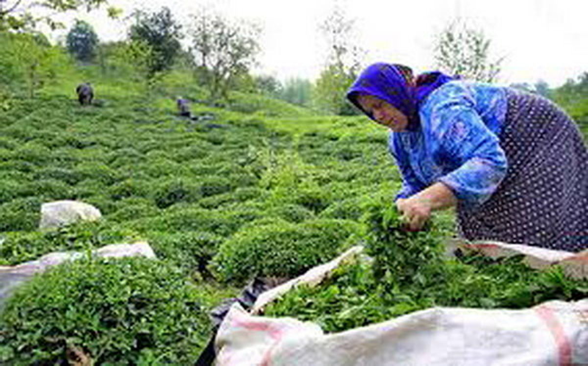 آخرین جزئیات پرداخت تسهیلات به چای‌کاران