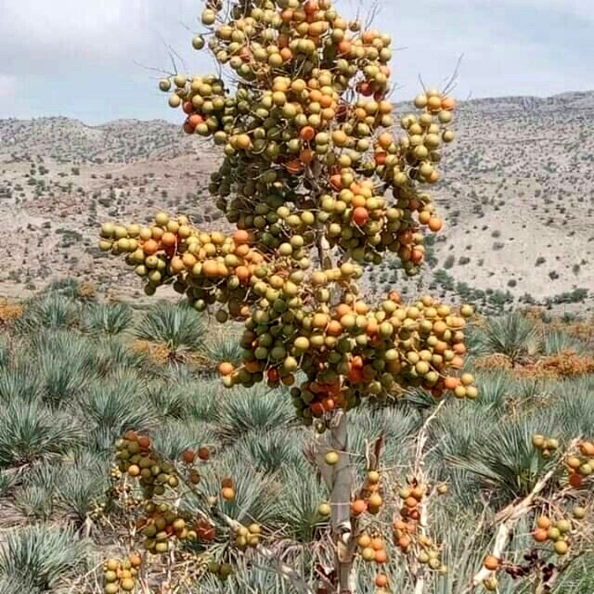بهار زیبا در زمستان سیستان و بلوچستان