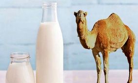 چرا شیر شتر گران‌تر از شیر گاو است؟