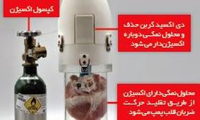 ۲۴ ساعت زنده نگه‌داشتن قلب در بیرون بدن