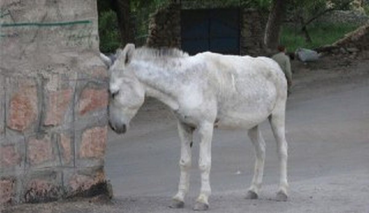 الاغی که حال داعش را گرفت