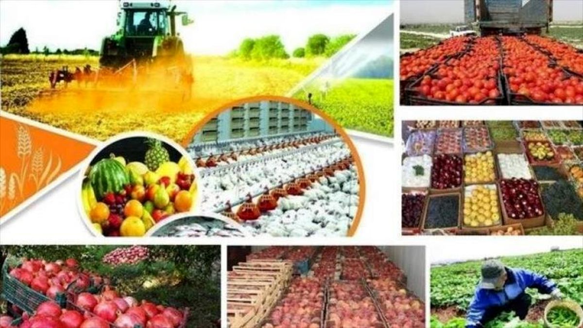 اختلاف ۴ برابری قیمت میوه از باغ تا مغازه/مقصر اصلی گرانی میوه کیست؟