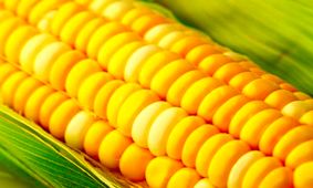 جدیدترین خبر از تبدیل ذرت‌های آلوده به الکل/صنایع دفاع گزینه اصلی
