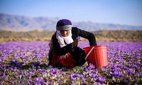 صادرات زعفران از سر گرفته شد