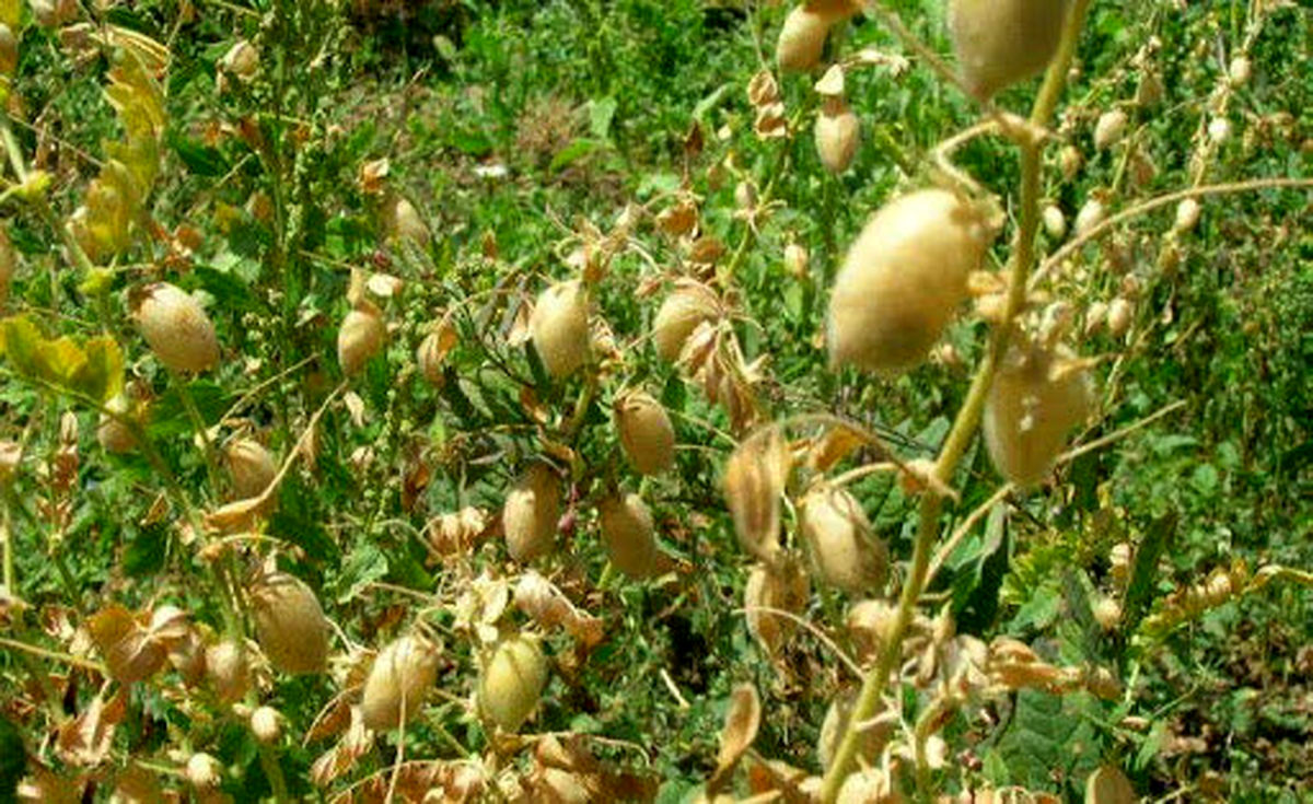 کشت نخود در بیش از ۶۷ هزارهکتار از مزارع آذربایجان غربی
