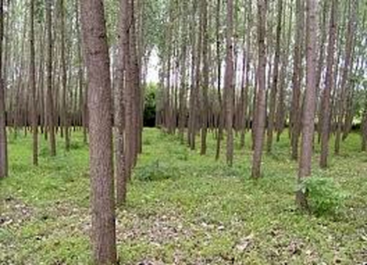 توسعه زراعت چوب در مازندران