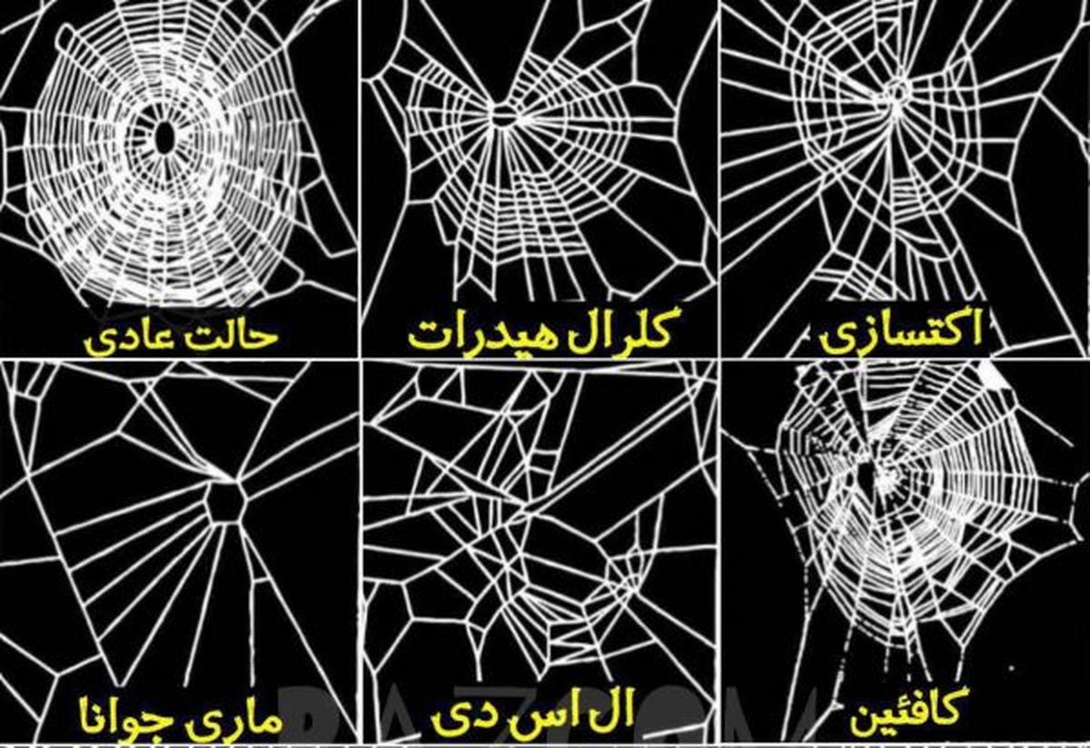 تاثیر مواد مخدر بر تنیدن تار عنکبوت ها