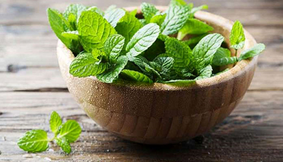 نعناع، گیاهی با خواص فراوان