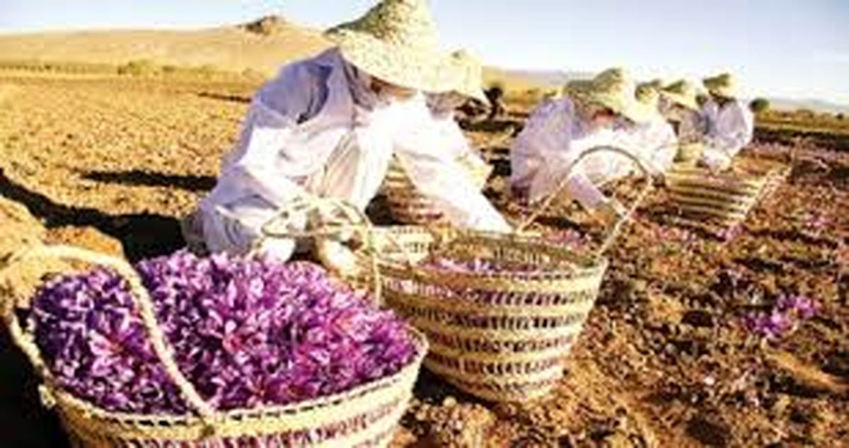 پرداخت ۱۰۰ درصدی مطالبات زعفران‌کاران در تایباد و باخرز