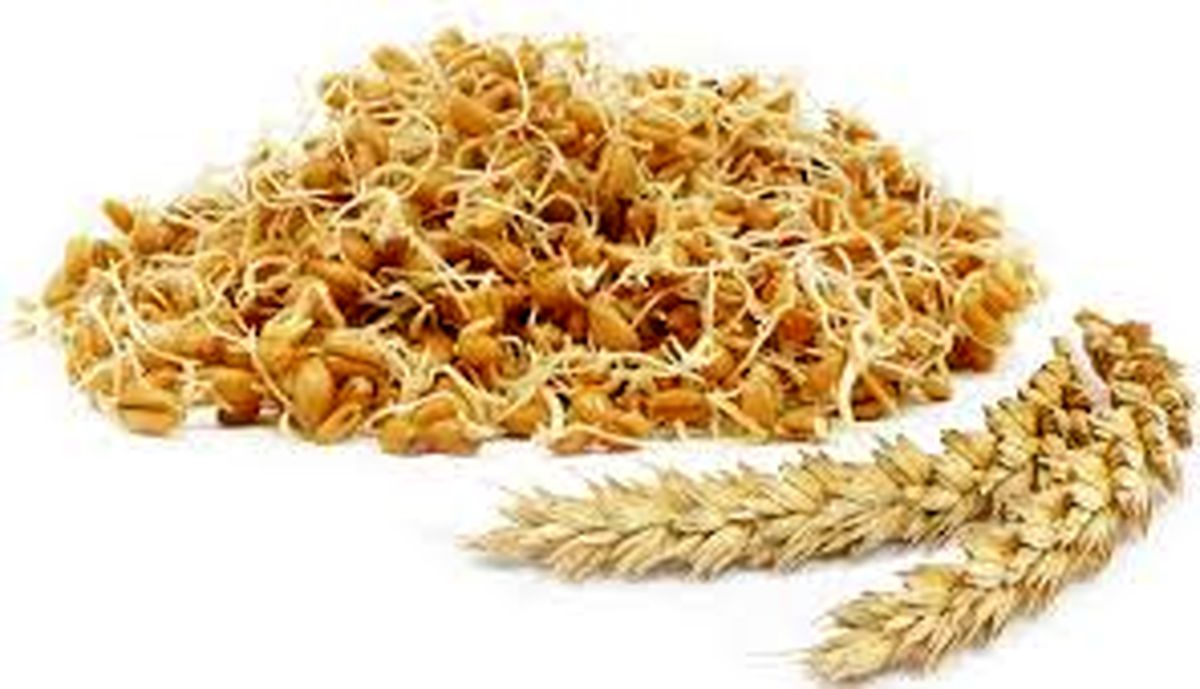 جوانـه ای پرخاصیت از دل طبیعت