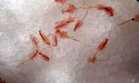 دانشگاه ارومیه مسوول ارزیابی ذخایر آرتمیای دریاچه ارومیه شد