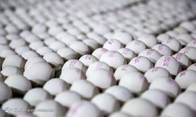 چرا تخم‌مرغ دو برابر قیمت درب مرغداری به دست مصرف‌کننده می‌رسد؟