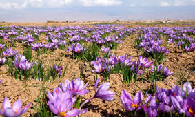 زردی روی زعفران‌کاران خراسان شمالی