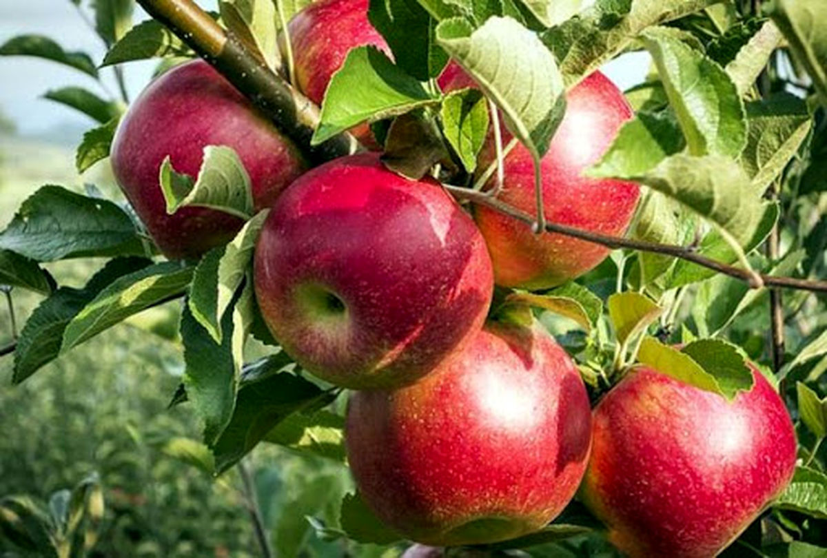 آذربایجان‌غربی تولیدکننده ۳۰ درصد سیب کشور است