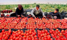 مطالبات گوجه‌کاران همدانی تسویه شد