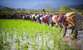 پیش بینی افزایش تولید برنج در گیلان