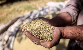 گندم نمای جو فروش