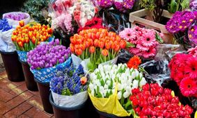 هیچ کمبودی به غیر از گل سنبل در بازار نداریم/کودهای قارچ‌زده علت کاهش تولید سنبل