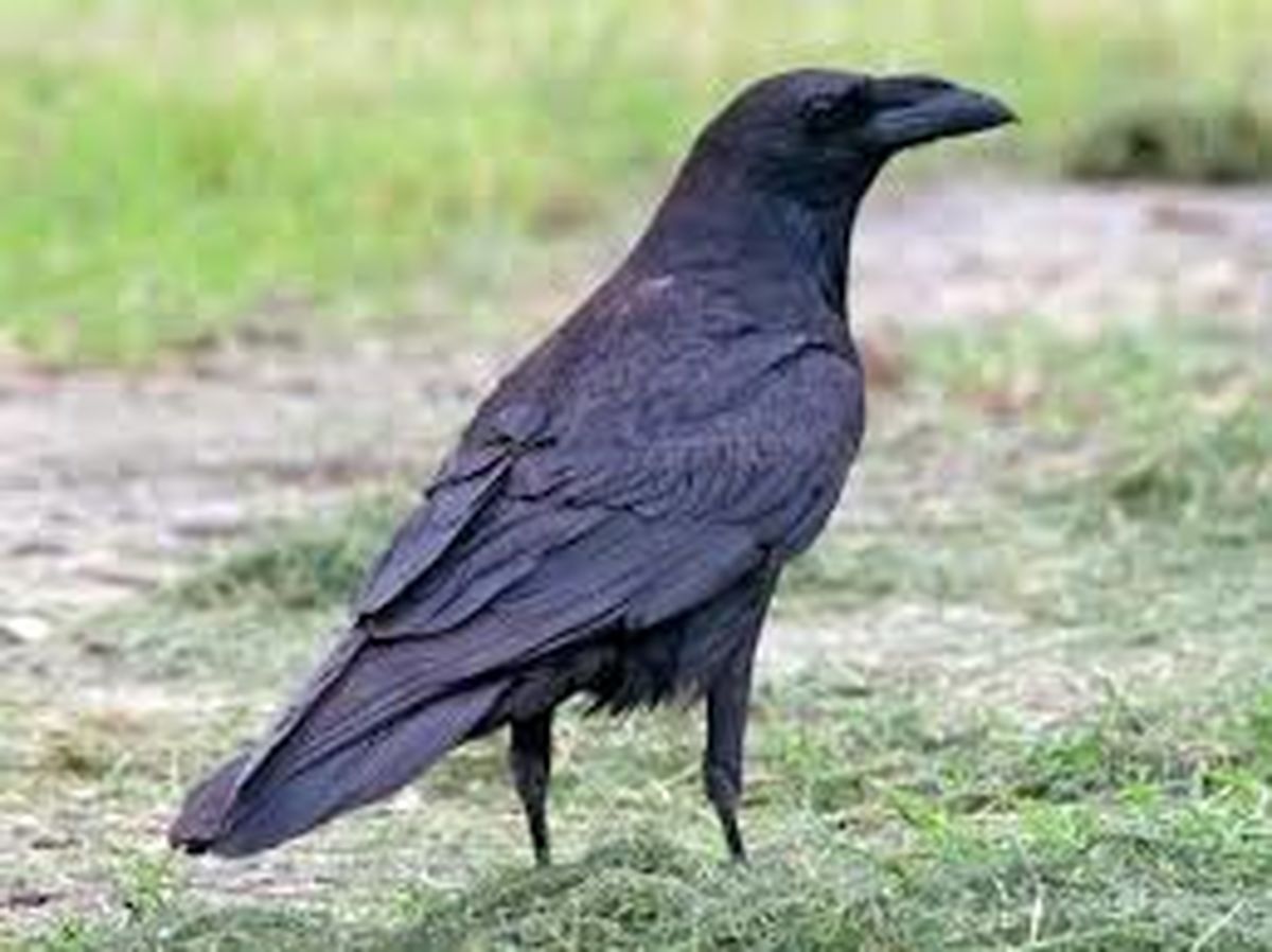 محبوب‌ترین کلیپ در ژاپن را ببینید/ کلاغی که توجه همه را به خود جلب کرد/ ویدئو
