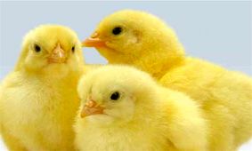 بیش از ۴ میلیون قطعه در مرغداری‌های آذربایجان غربی جوجه‌ریزی شد