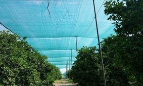 اجرای طرح پایلوت "سایه‌بان باغی" برای خشکسالی پیش رو در آذربایجان شرقی