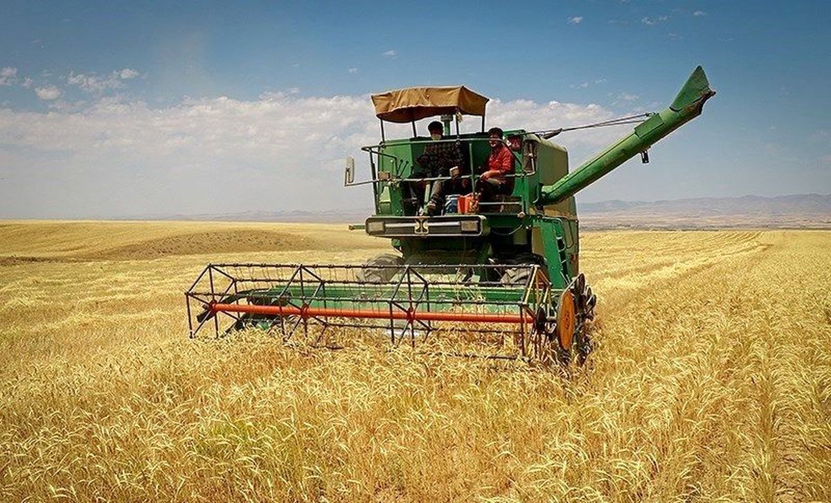 برداشت خوشه‌های گندم از زمین‌های سرسبز نیشکر