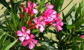 خطر ناراحتی قلبی با گیاه خرزهره/ خرزهره مناسب برای میگرنی‌ها
