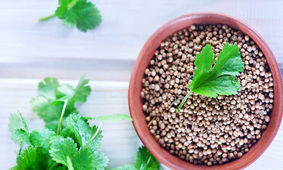 تاثیر تخم گشنیز بر کاهش عوارض قلبی دیابت نوع 2