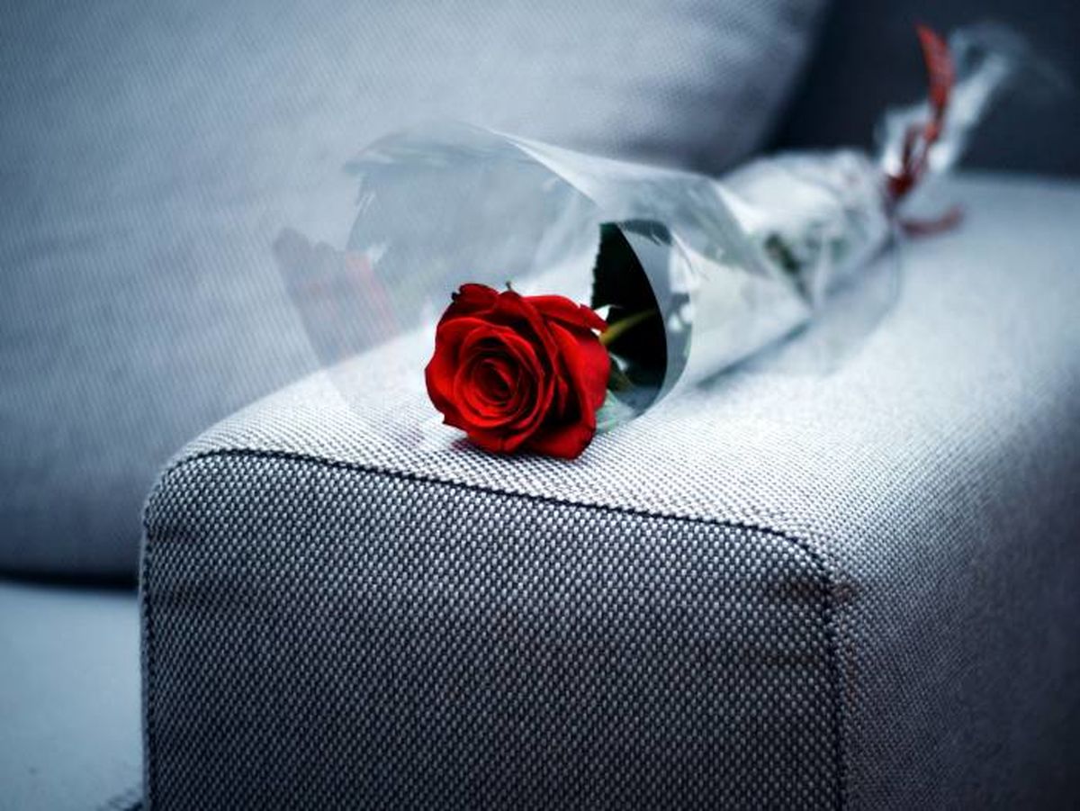 حقایقی خواندنی درباره رز قرمز