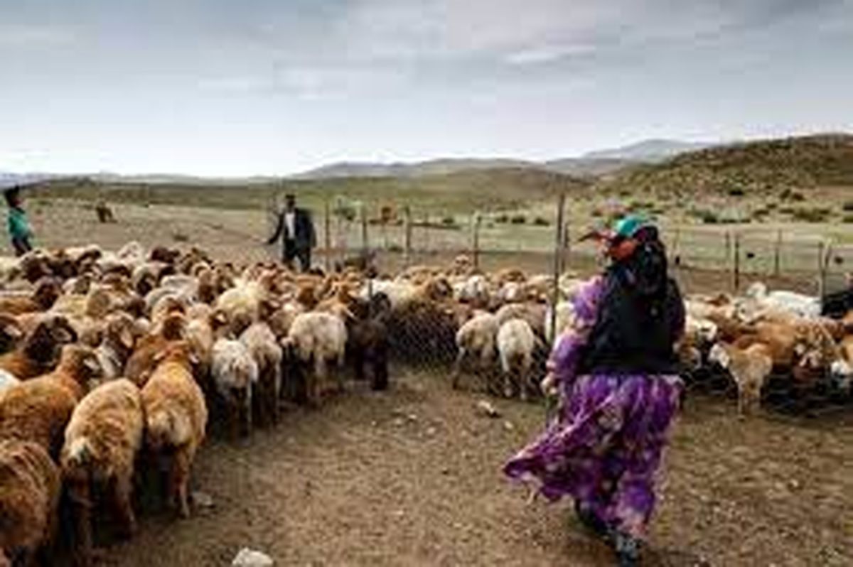۲۵ میلیارد تومان تسهیلات خرید علوفه در خراسان جنوبی پرداخت می‌شود