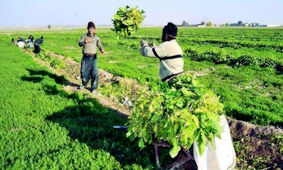 میاندوآب دومین شهرستان آذربایجان‌غربی در تولید بخش کشاورزی است