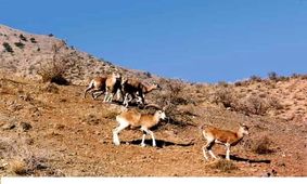 تنش‌های شدید آبی در استان کرمان/ بارندگی‌ های سال گذشته هم باعث احیای تالاب جازموریان نشد/ پیش از مسدود کردن چاه‌های غیرمجاز به فکر معیشت مردم باشید