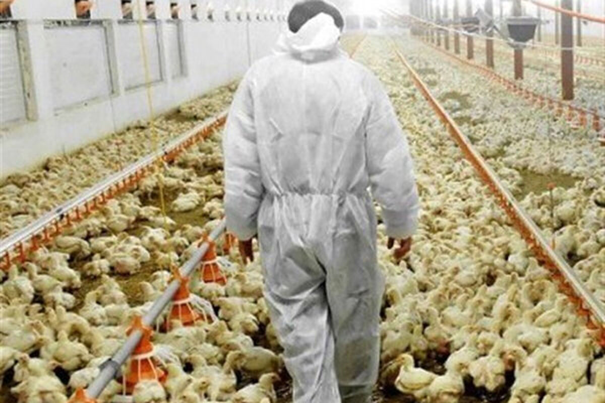 قتل عام مرغ ها بعد از دریافت دان یارانه ای