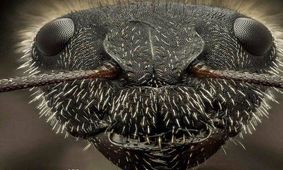 عکس جالب و ترسناک ماکرو از سر یک مورچه/ عکس