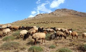 تیغ خشکسالی بر گلوی دامپروری کهگیلویه و بویراحمد
