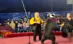 لحظه وحشتناک حمله خرس به مربی سیرک/ ویدئو