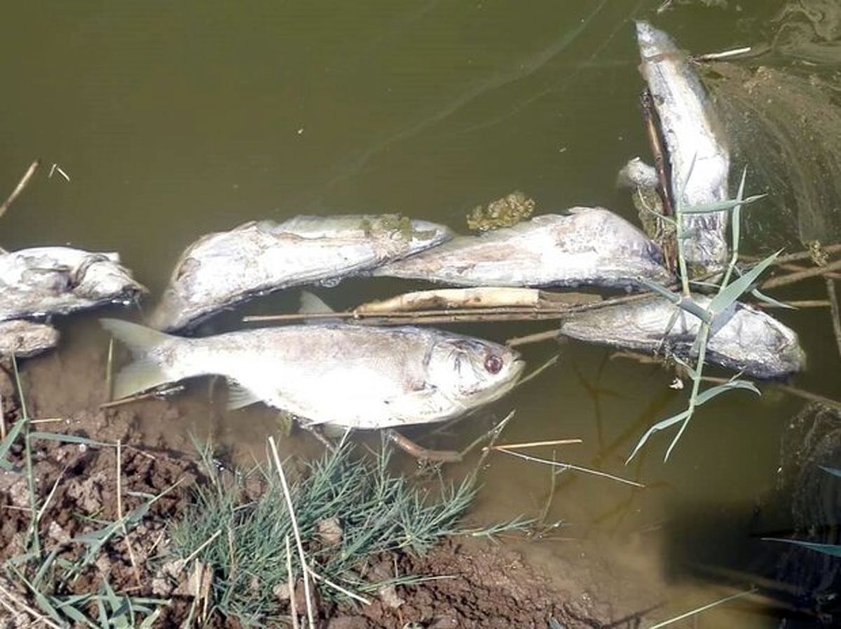 بررسی مرگ مشکوک ماهی‌ های رودخانه روستای علمدار در نهاوند