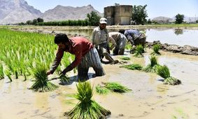آب اصفهان، پاسخگوی کاشت برنج نیست
