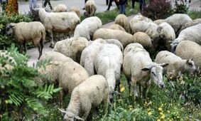 برخی محدوده‌ های شهری ارومیه محل چرا و نگهداری دام شده است